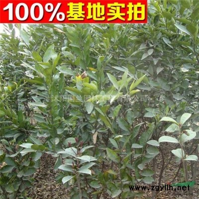 红枫 红枫树苗 红枫价格 红枫工程苗 青枫树苗