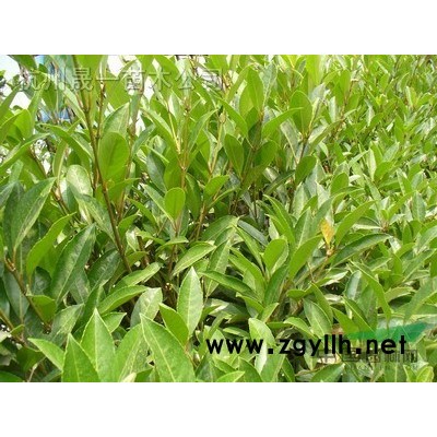 浙江花木城萧山新街苗农直销3-15公分桂花（八月桂）