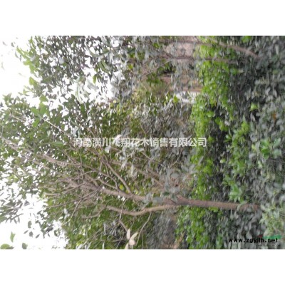 供应：红枫.批把.椤木石楠