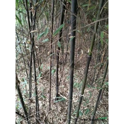 红枫供应/红枫图片