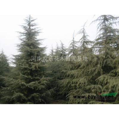 棕榈、红枫、红叶李、南天竹、大叶黄杨