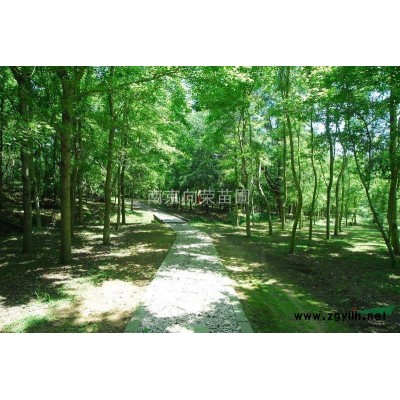 2016年红枫价格 8公分红枫价格 6公分红枫价格