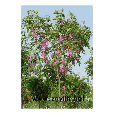 香花槐、马褂木、桂花