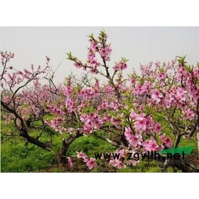 红枫小苗树干/浙江红枫小苗树干出售*红枫小苗树干低价出售