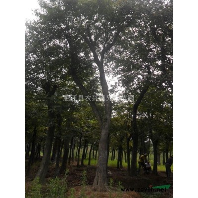 安徽红枫 肥西红枫 大红枫 红枫价格