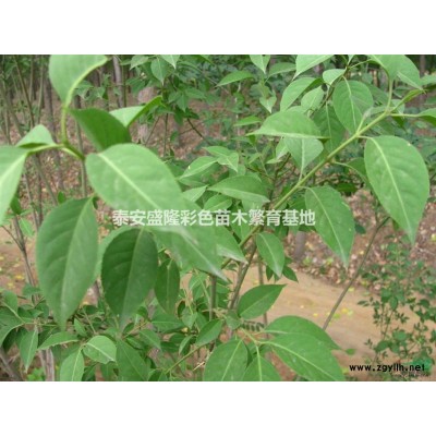 美国红枫 秋火焰