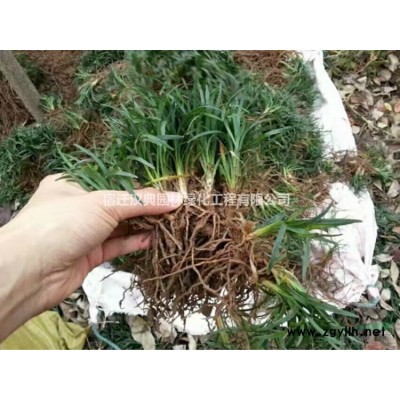 江苏紫叶李报价 江苏红叶李低价批发/供应