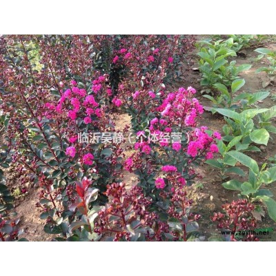 长期供应红枫，紫薇，火球，玉兰，大量出售价格优惠，