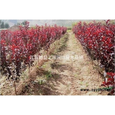 江苏自产红叶李紫叶李树苗价格绿化苗木红叶李紫叶李报价苗工程..
