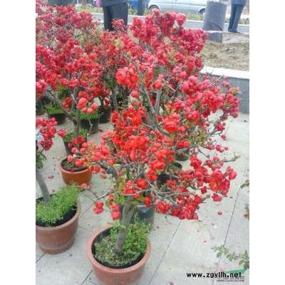 供应海棠 玉兰 樱花 女贞 银杏 龙爪柳 流苏 红枫 木槿等