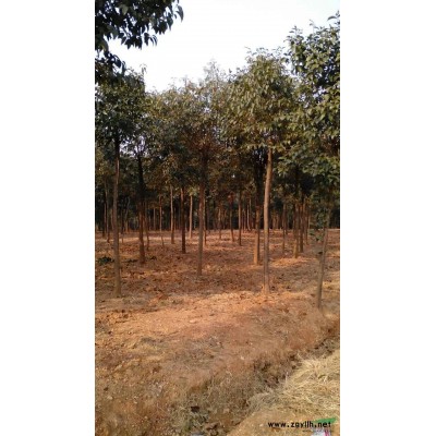 安徽红枫 红枫报价图片