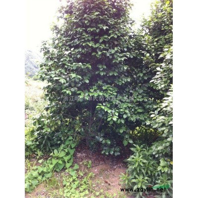 红枫/红枫价格/红枫实地苗/嵊州红枫