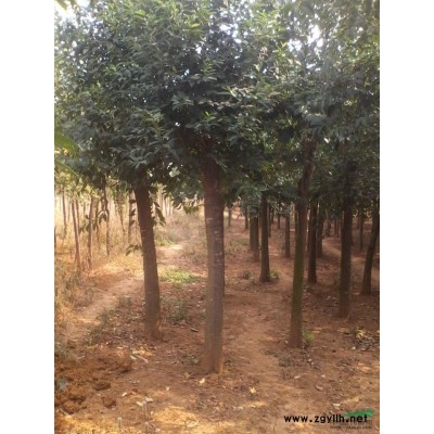 北美红枫4供应/北美红枫4图片