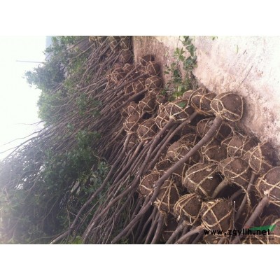 出售大规格精品红枫