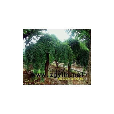 石楠  三角枫、红枫、红继木造型、榆树造型