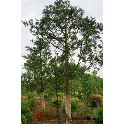 供应红枫，精品红枫