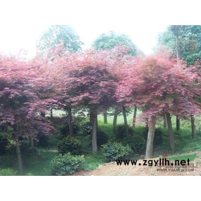 大量供应八公分以上各种规格嫁接红枫