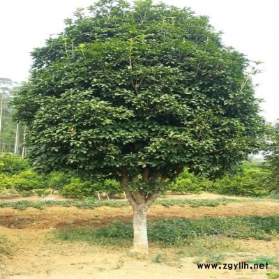 紫叶李，红叶李