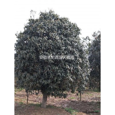 安徽红叶李出售