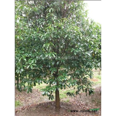 红枫报价/浙江红枫报价