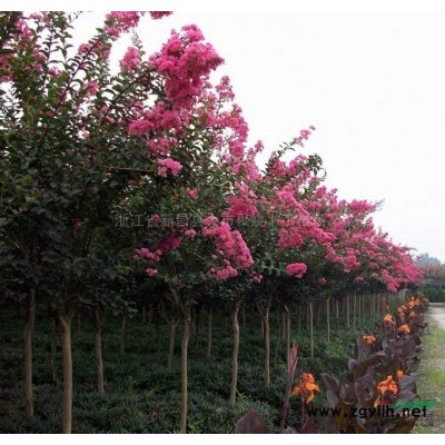 红枫供应/红枫图片