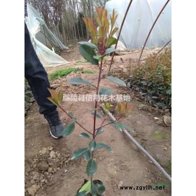 河南红叶李，鄢陵红叶李