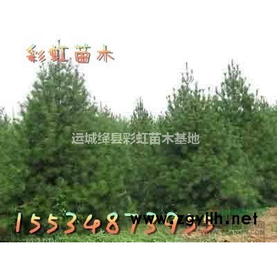 3公分红叶李价格4公分红叶李价格5公分红叶李价格