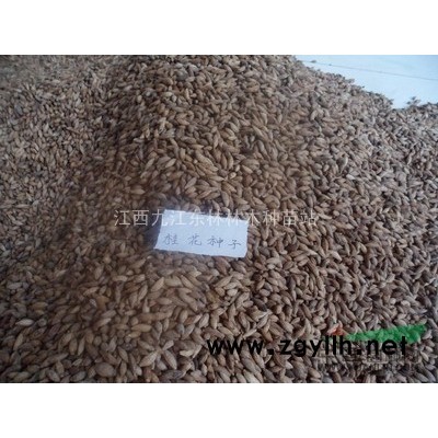 江西红叶李苗木出售，九江红叶李小木，专供出售