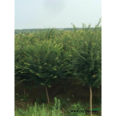 安徽合肥苗圃直销红叶李