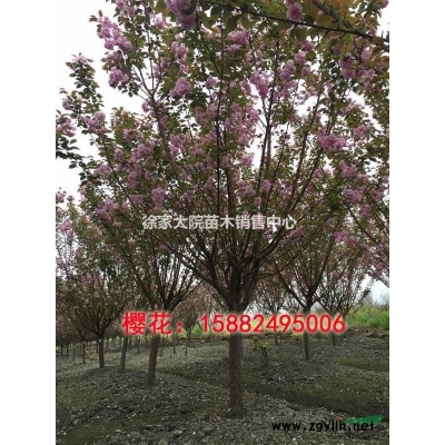 红叶李,紫叶李,丛生红叶李,低分枝红叶李