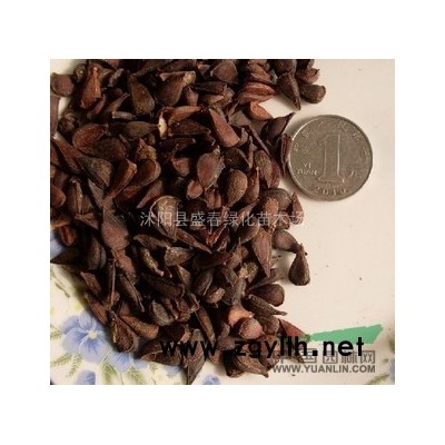 销售 红叶李 紫叶李苗 紫叶李价格 红叶李