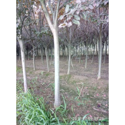 红叶李3---6公分大量供应