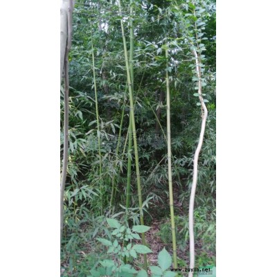 红叶李*新价格/红叶李报价