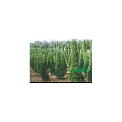 红叶李价格 红叶李小苗 江苏红叶李价格