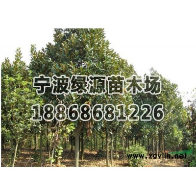 浙江红枫基地介绍