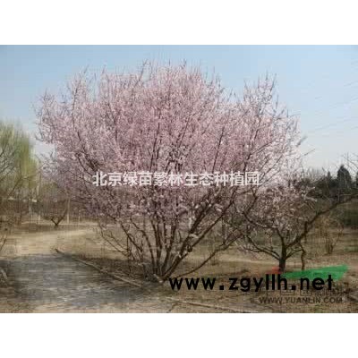 基地长期供应各种规格-五角枫红枫