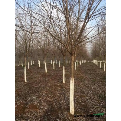 浙江地区供应美国红枫1至25公分。