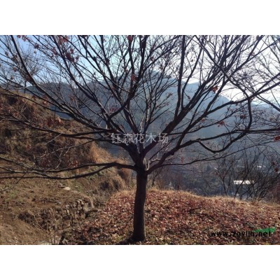 农户一手特价 日本红枫 黄金枫 橙之梦 欢迎选购包差旅 红枫