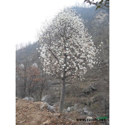 河南红枫*新报价/红枫图片