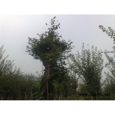 桂花