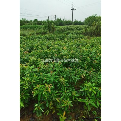 优质特价红叶李 江西红叶李农户产地直销