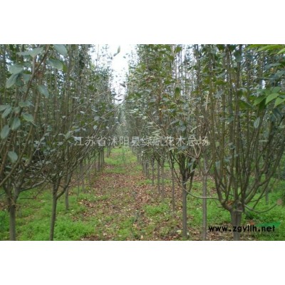 绿化小苗急售；樱花，法桐，红枫，水杉，紫薇，紫叶李，紫穗槐