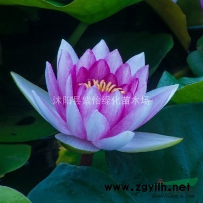 红枫-红枫小苗-红枫种子-美国红枫-红枫树-花木-红枫树苗