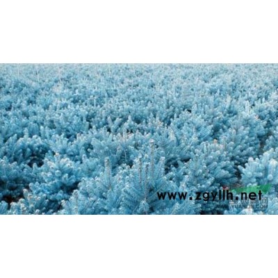 欧洲红栎,美国蓝杉美国红枫日本厚朴临沂瑞轩彩叶苗木有限公司