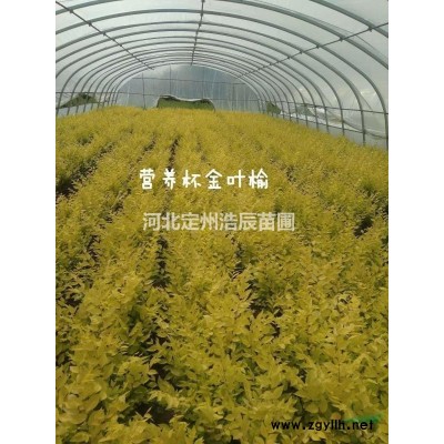 独杆太阳李、大棵太阳李、红叶李球低价出售欢迎选购