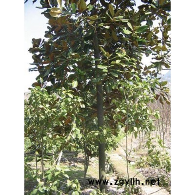 青枫（嫁接红枫的砧木）