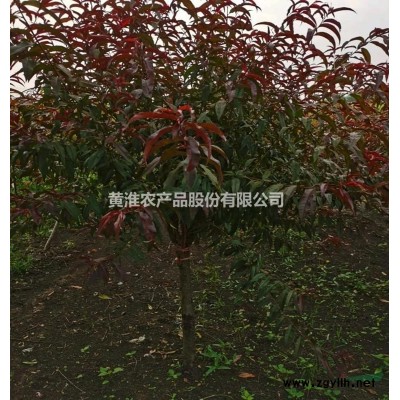 河南地区供应3/5/8公分红叶李