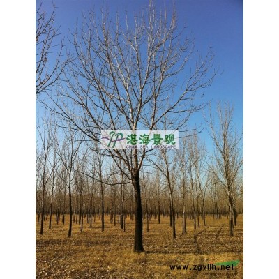 密枝红叶李1-4cm  土球袋装 冠幅1.5m