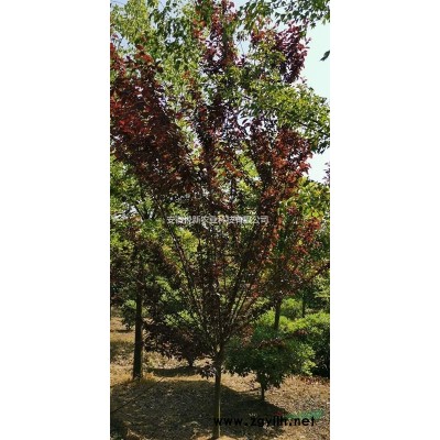 现有大量红叶李对外出售