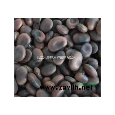 蓝花楹.红枫.黄花梨.银杏.雪松.连香